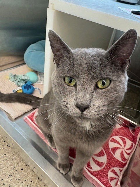 *MR. BANKS - Domestic Short Hair available for adoption