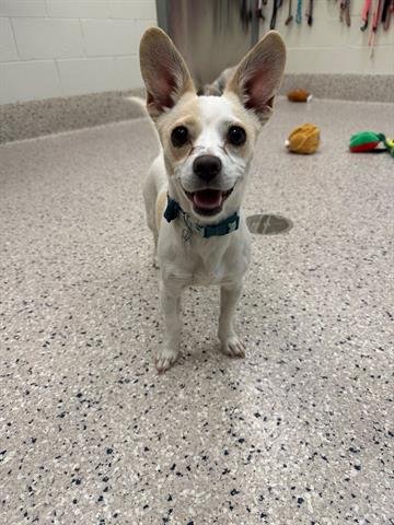 *RAMONA - Chihuahua available for adoption