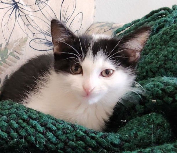 *HYACINTH - Domestic Short Hair available for adoption