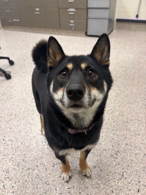 NOODLE - Shiba Inu available for adoption