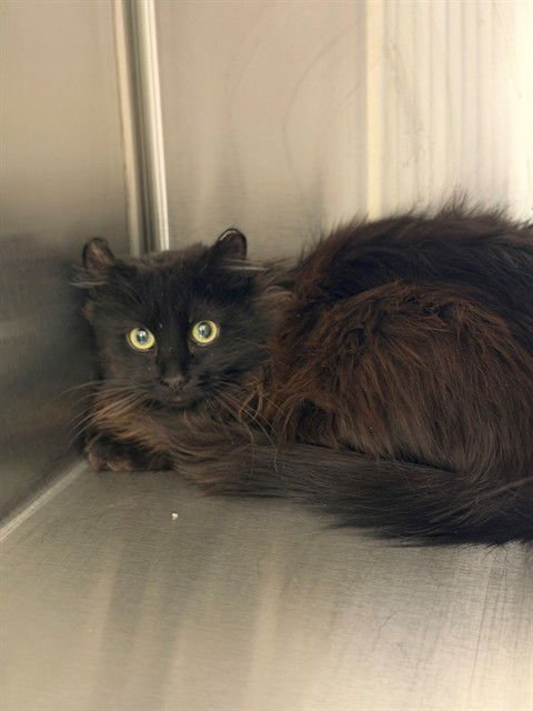 *COWBOY - Domestic Long Hair available for adoption