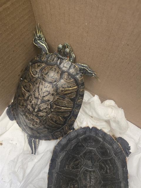 TURTLE - Turtle available for adoption