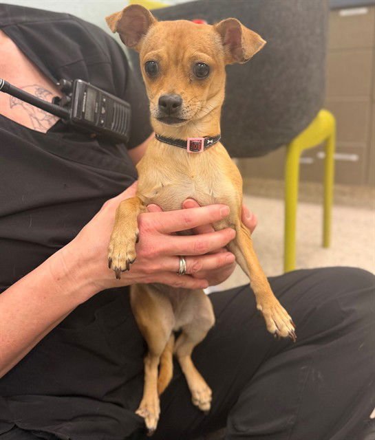 *GRETEL - Chihuahua available for adoption