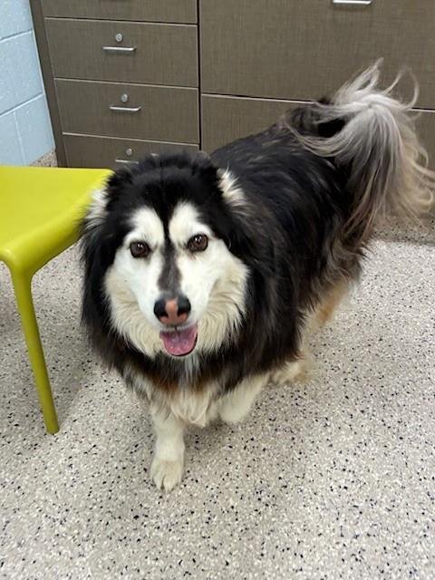 ELVIRA - Alaskan Malamute available for adoption