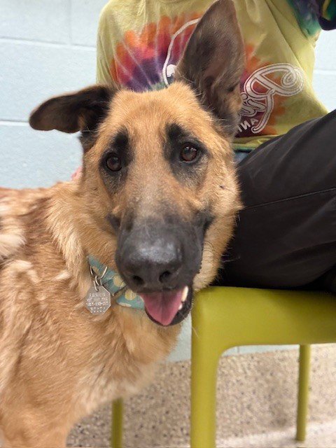 SAM - German Shepherd Dog available for adoption