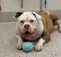 DUKE - Photo 1