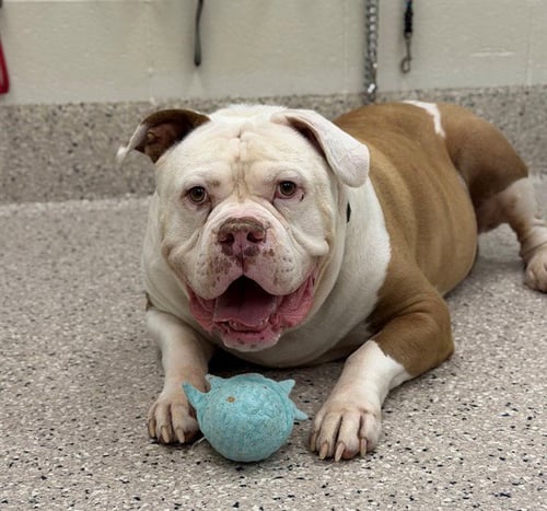 DUKE - American Bulldog available for adoption
