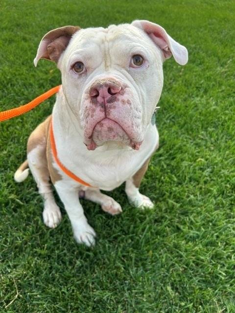 DUKE - American Bulldog available for adoption