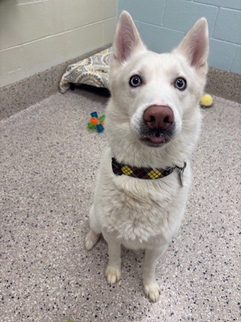 CLOUD - Siberian Husky available for adoption