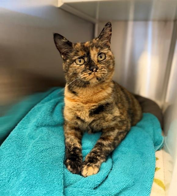 *PANDORA - Domestic Short Hair available for adoption