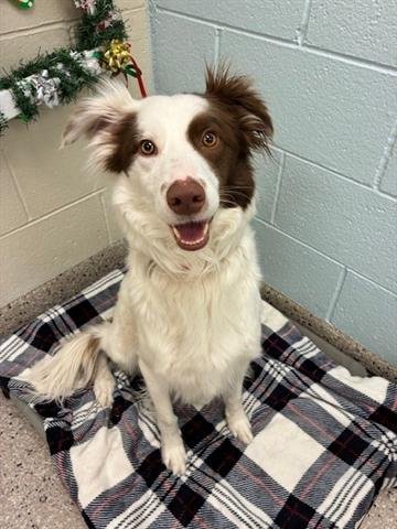 *DELILAH - Border Collie available for adoption