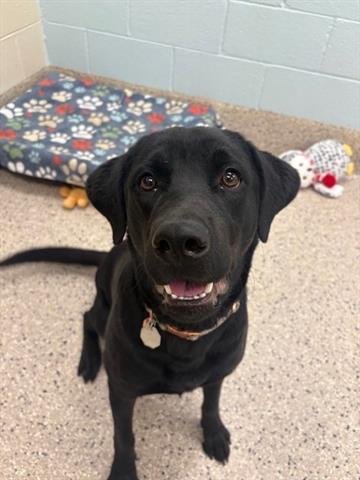 BELLA - Labrador Retriever / Rottweiler available for adoption