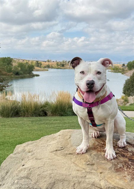 *BELLA ANN - Pit Bull Terrier available for adoption