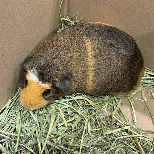 BROWNIE - Guinea Pig available for adoption
