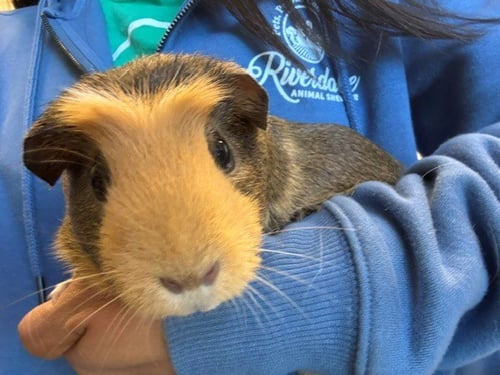 BROWNIE - Guinea Pig available for adoption