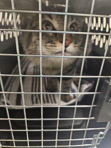 *ANNE PERKINS - Domestic Medium Hair available for adoption