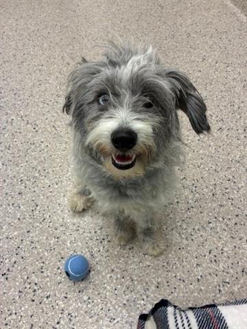 *KENNY - Miniature Schnauzer / Poodle (Miniature) available for adoption
