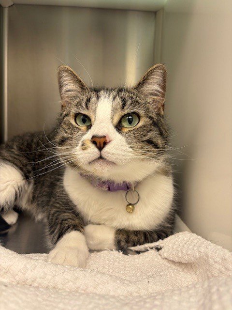 BLUEBELL - Domestic Short Hair for adoption in Boulder