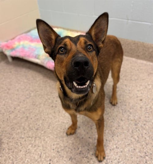 *FLETCHER - German Shepherd Dog available for adoption