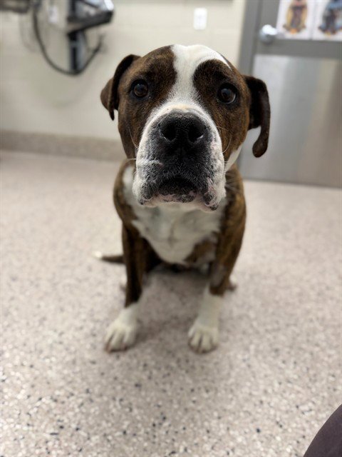 MILA - American Bulldog available for adoption