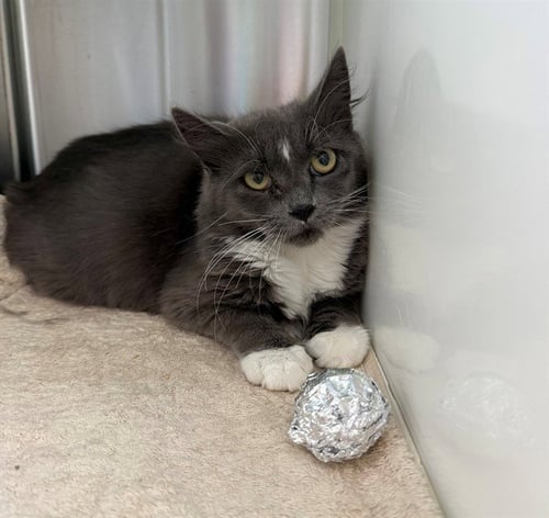 *LAVISH - Domestic Long Hair available for adoption