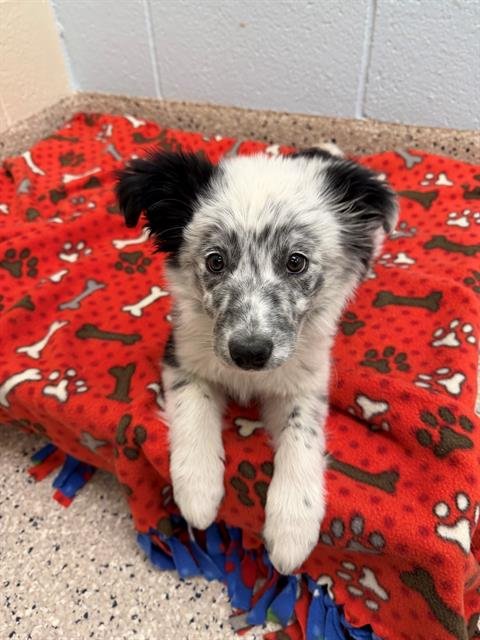 *WINSLIE - Australian Cattle Dog/Blue Heeler available for adoption