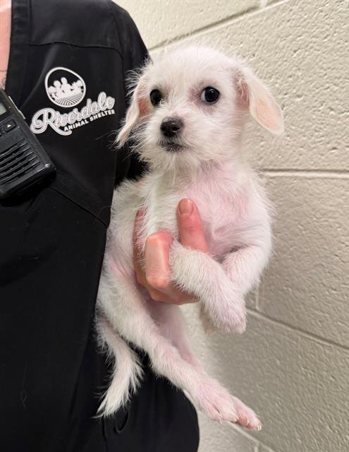 *GOLDILOCKS - Terrier available for adoption