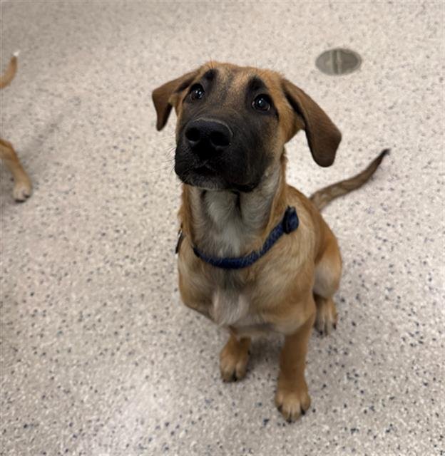 OSO - Belgian Shepherd Malinois / Saint Bernard available for adoption