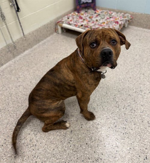 MILO - Mastiff / American Bulldog available for adoption