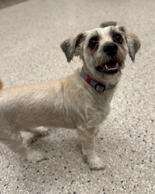 *PIGLET - Shih Tzu available for adoption