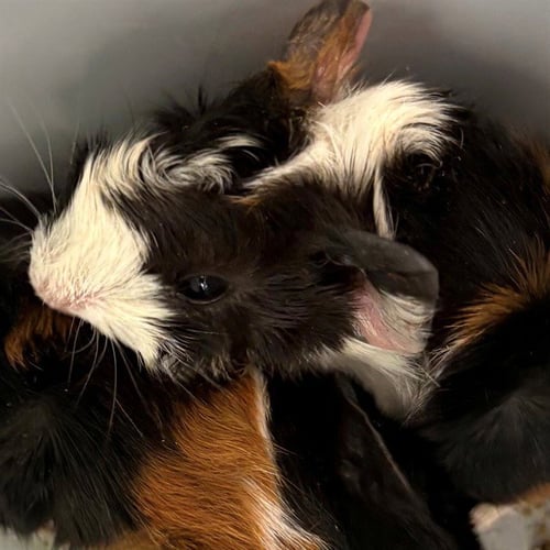 *CHESTNUT - Guinea Pig available for adoption