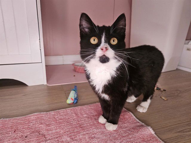 *PETAL - Domestic Short Hair available for adoption