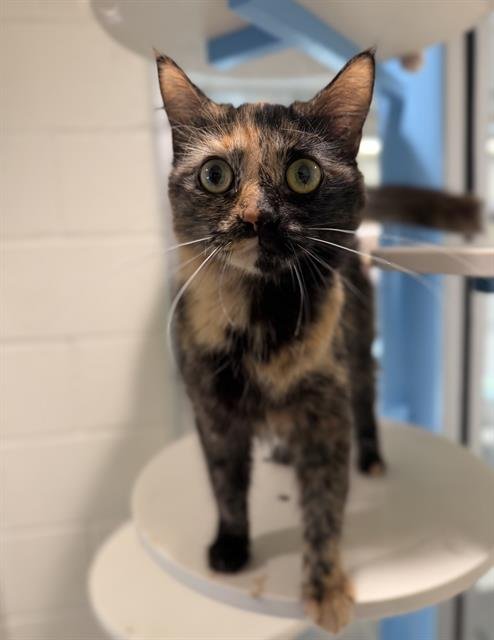 SASSY - Domestic Long Hair available for adoption