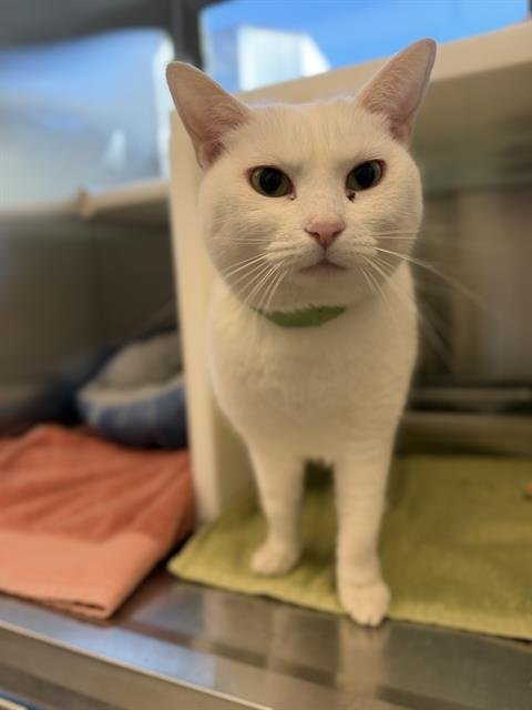 SNOWBALL - Domestic Short Hair available for adoption