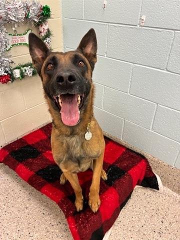 VALI - Belgian Shepherd Malinois available for adoption