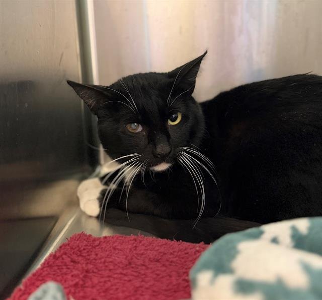 *CROMWELL - Domestic Short Hair available for adoption