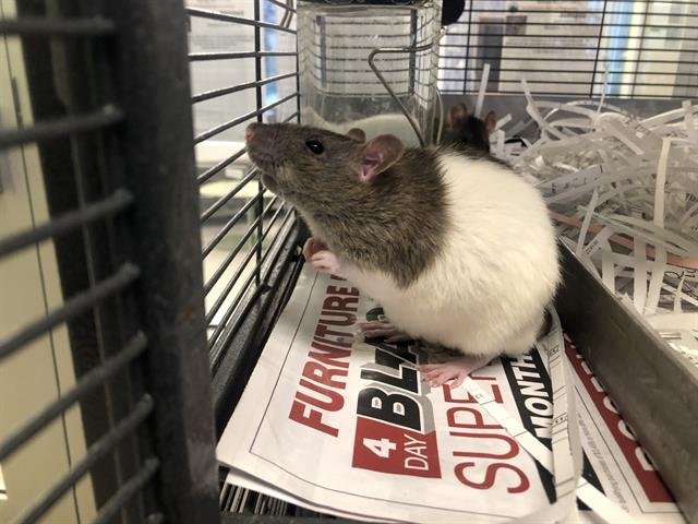 *BUTTERCUP - Rat available for adoption