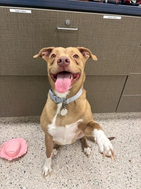 HONEY - Pit Bull Terrier available for adoption