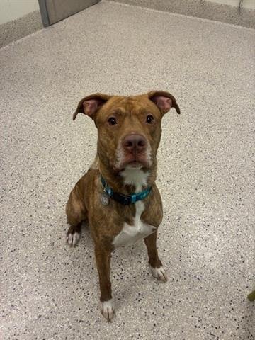 *FOX TROT - Pit Bull Terrier available for adoption