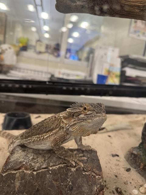 GOREMAUND - Lizard available for adoption