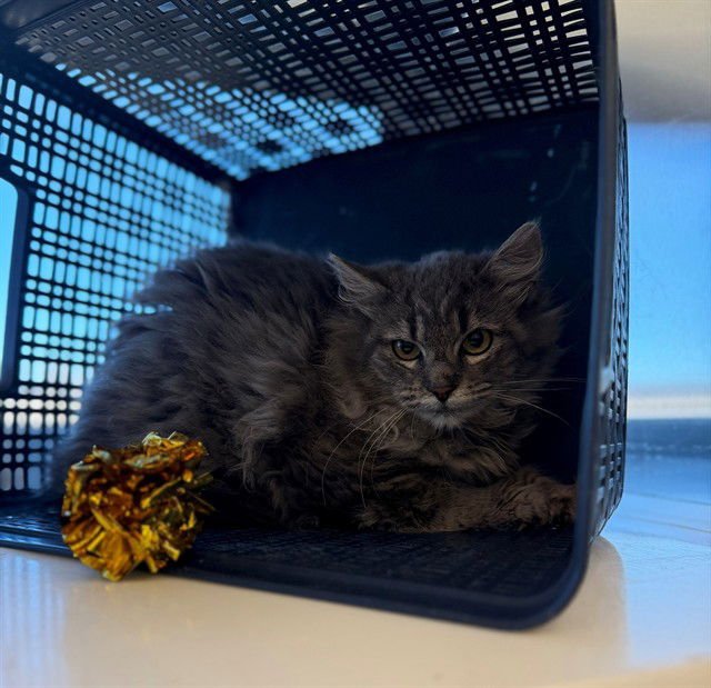 *WAFFLES - Domestic Long Hair available for adoption