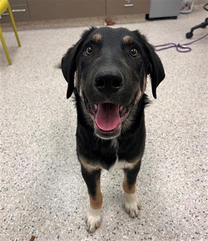 *PEPPER JACK - German Shepherd Dog / Border Collie available for adoption