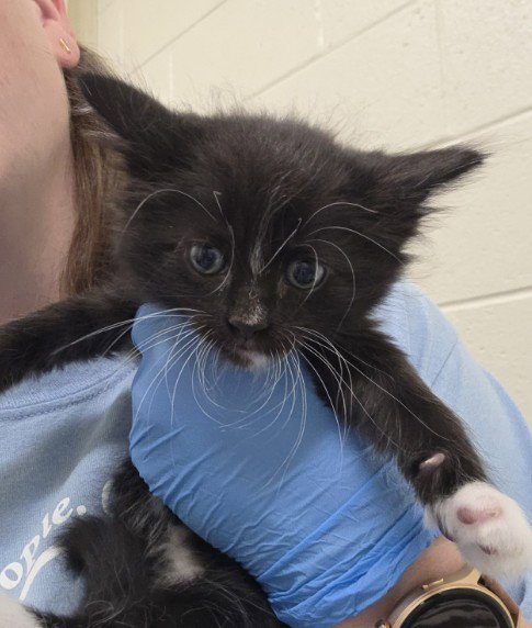 *ABNER - Domestic Short Hair available for adoption