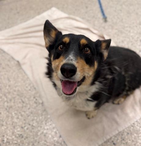 DAISY - Cardigan Welsh Corgi available for adoption