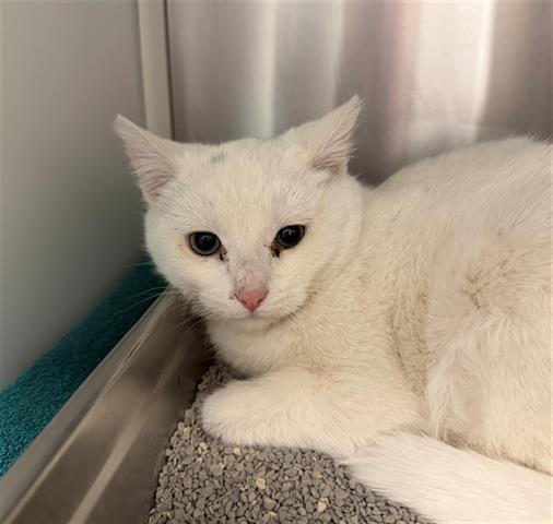 *SNOWFLAKE - Domestic Medium Hair available for adoption