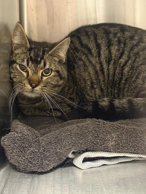 *JOE - Domestic Short Hair for adoption in Boulder