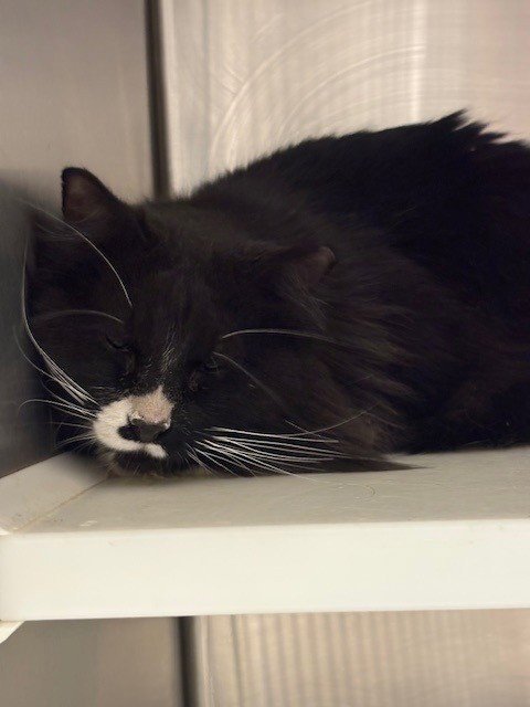 *BERNIE - Domestic Long Hair for adoption in Boulder