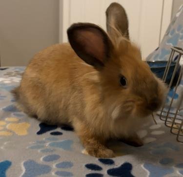 *ZUZU - Shorthaired Rabbit available for adoption