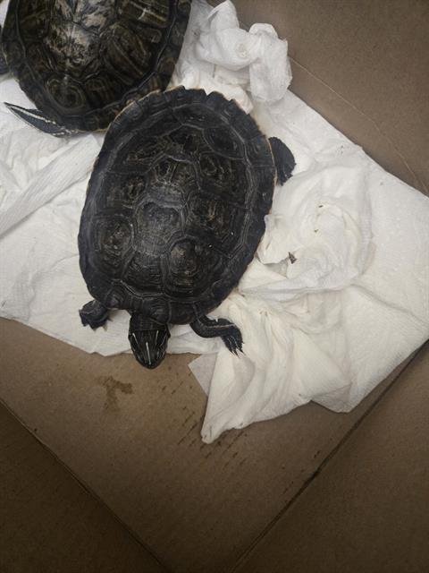 TIMMY - Turtle available for adoption