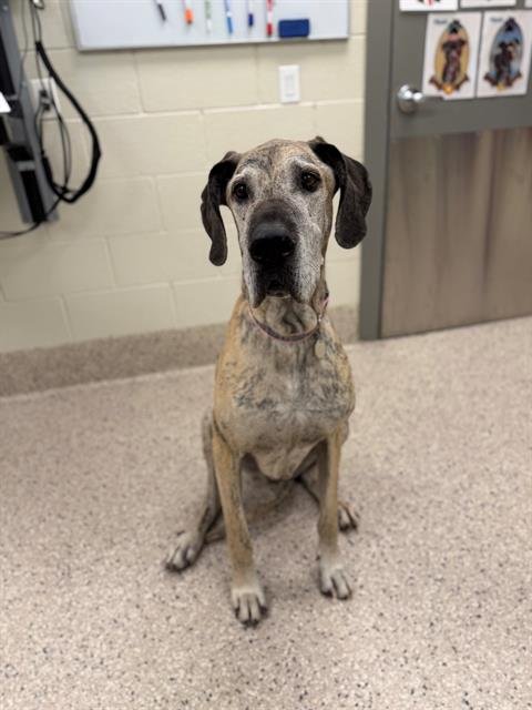 ZOEY - Great Dane available for adoption